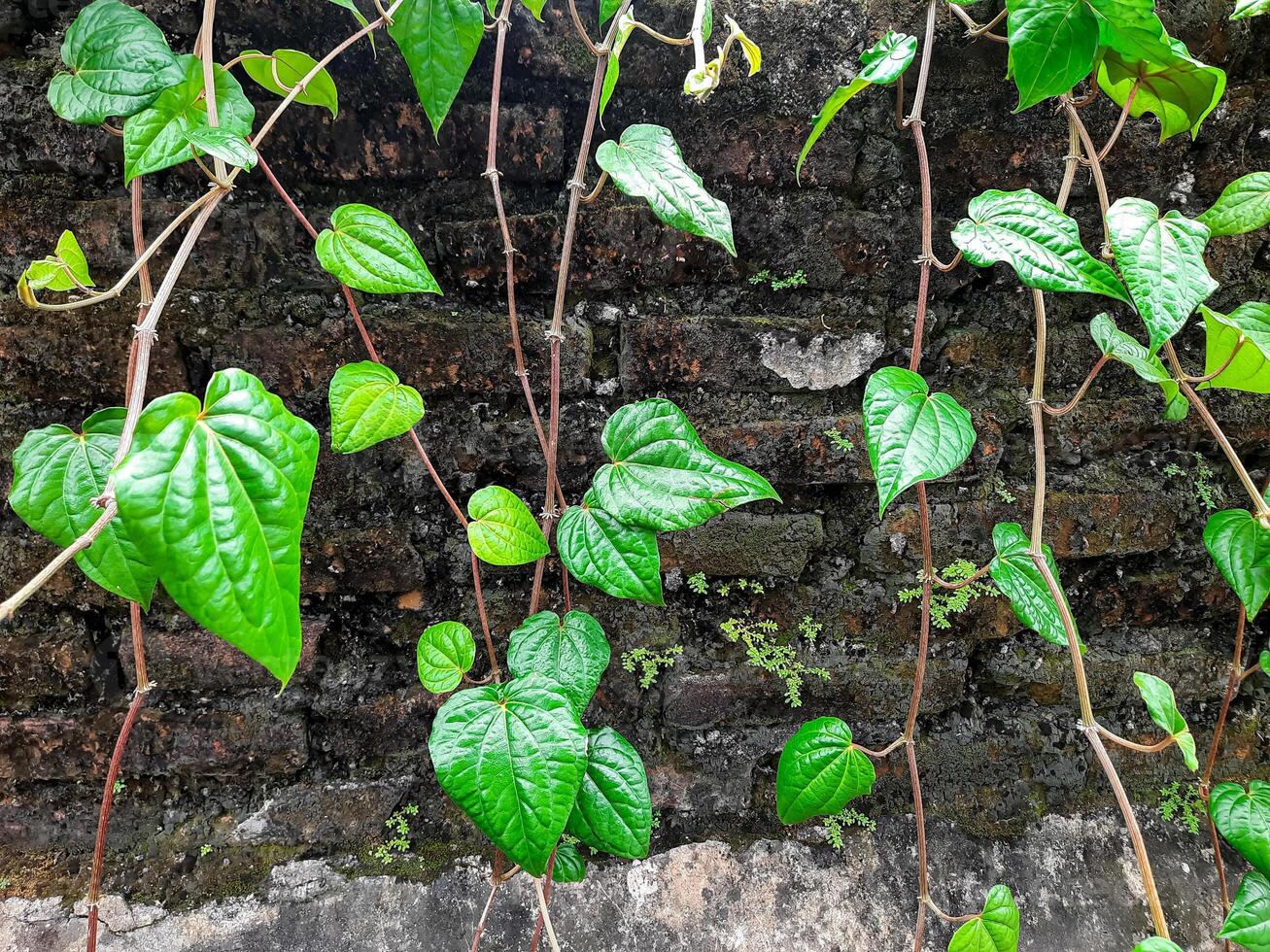 Close-up of a betel vine climbing a textured wall. Vibrant green leaves and intricate details. Suitable for nature, herbal, and botanical themes photo