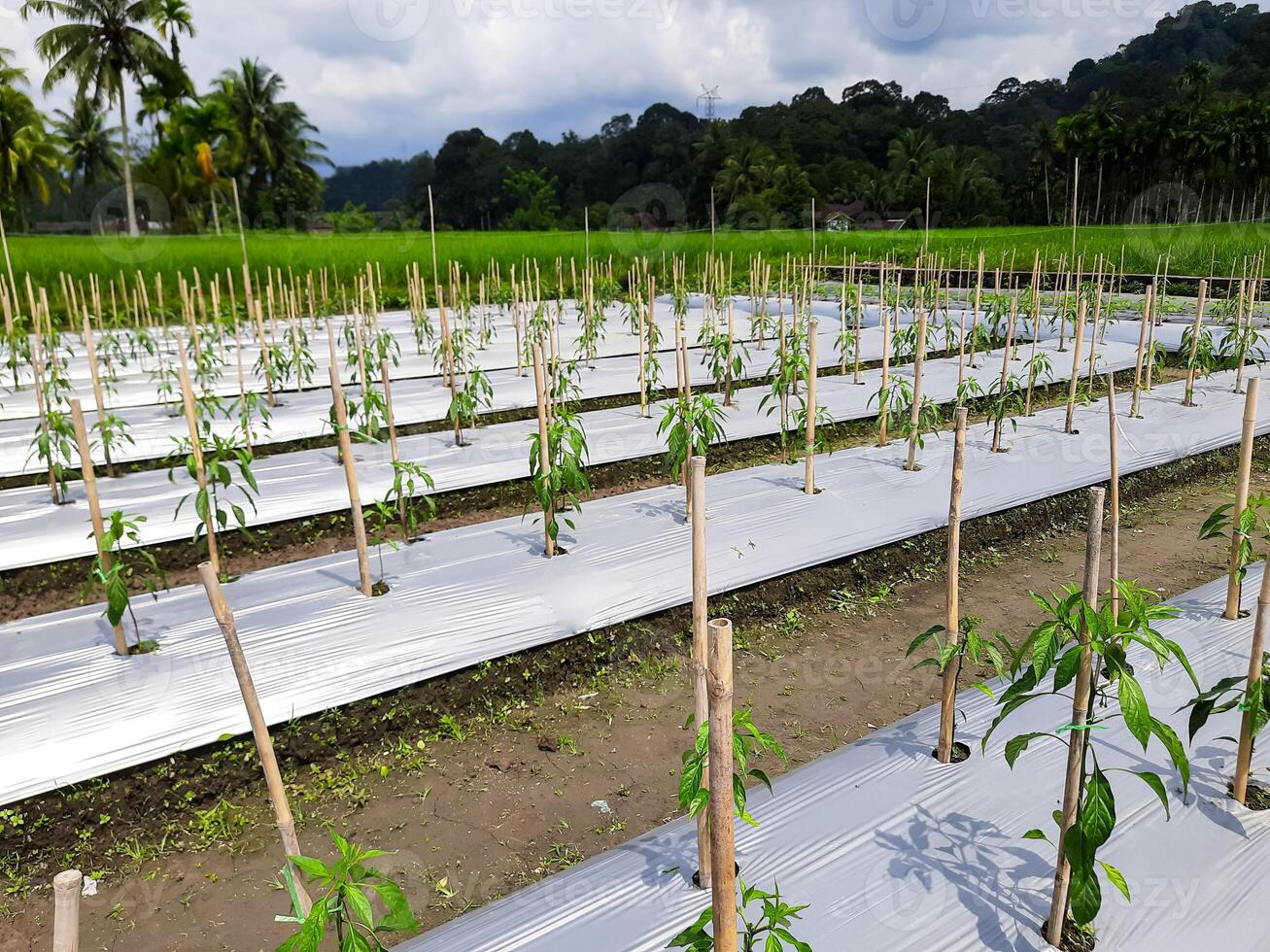Chili Plant Farming Using Mulch in Rural Agricultural Fields photo