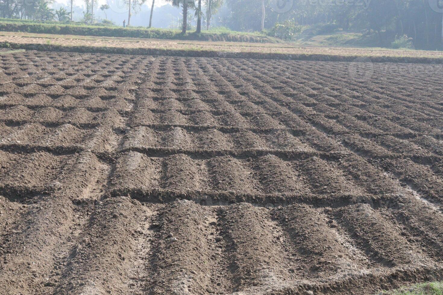 soil bed of potato plantation photo