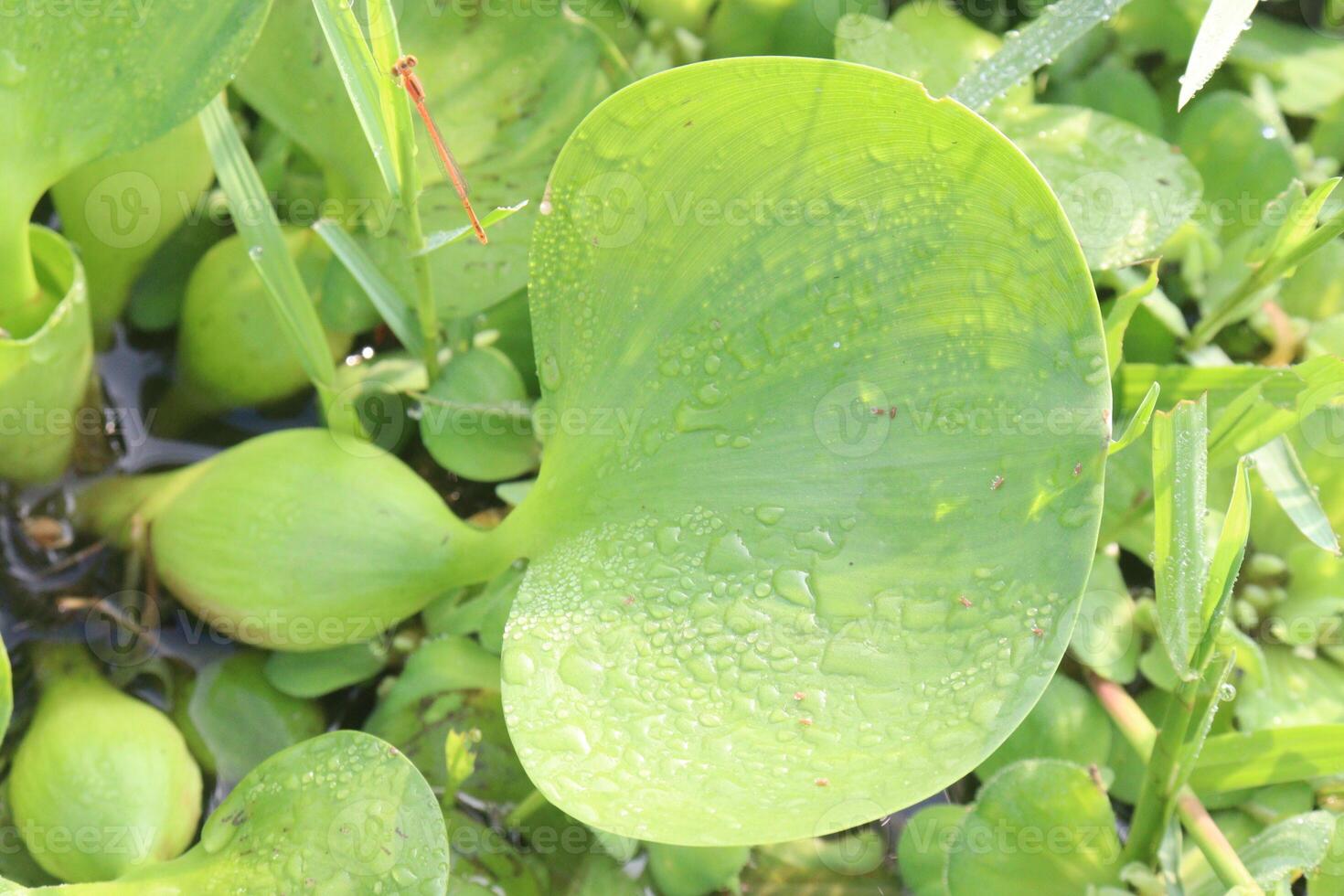 Water hyacinths flower plant on water photo