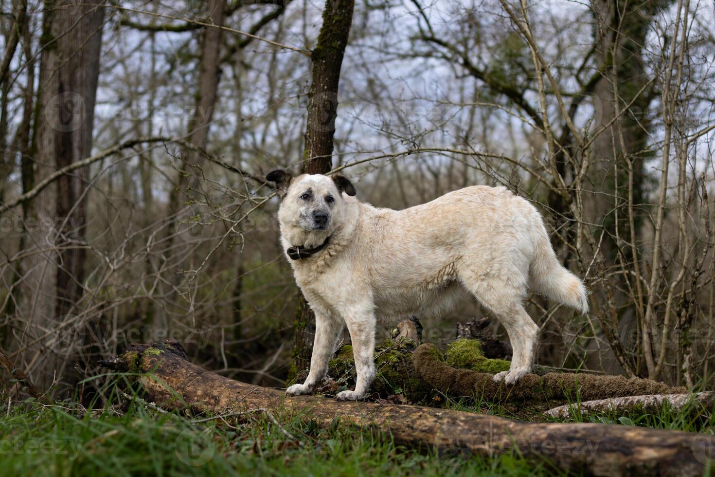White dog standing on the fallen tree in the forest photo