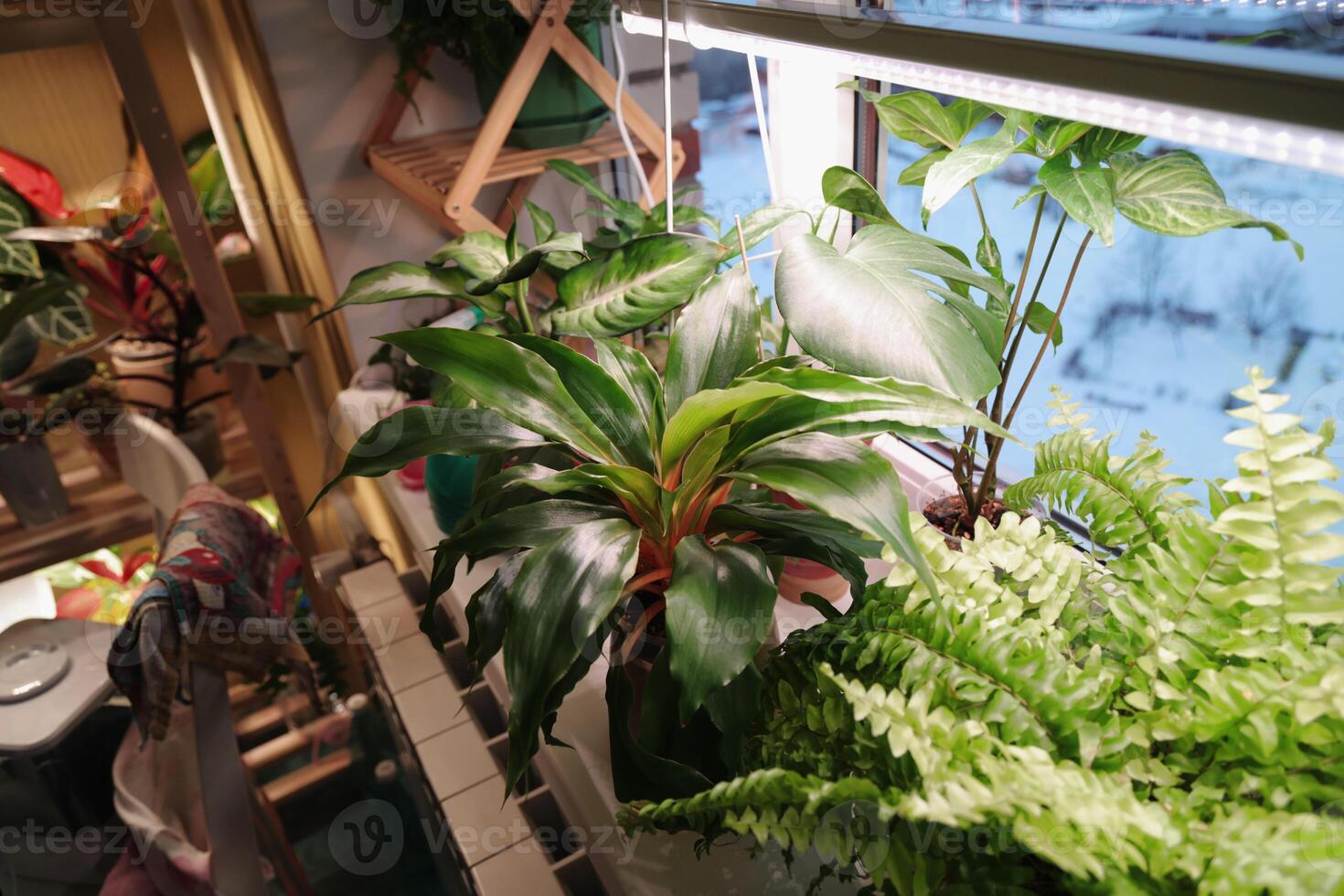 Indoor Plants Positioned Near a Window to Receive Abundant Natural Light and Sunshine photo