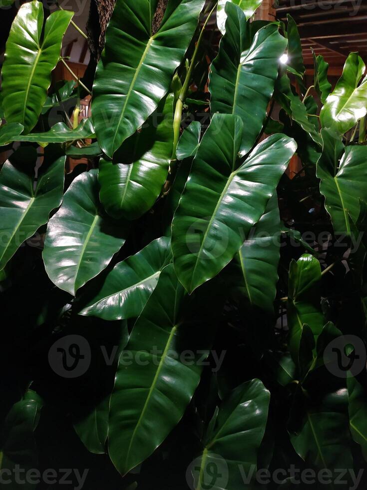 Lush, glossy green leaves of a tropical plant, possibly a philodendron, cascade in a vibrant display of nature's beauty photo