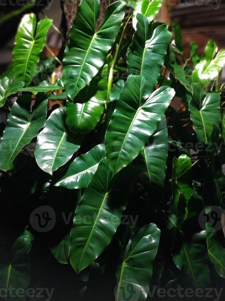Lush, glossy green leaves of a tropical plant photo