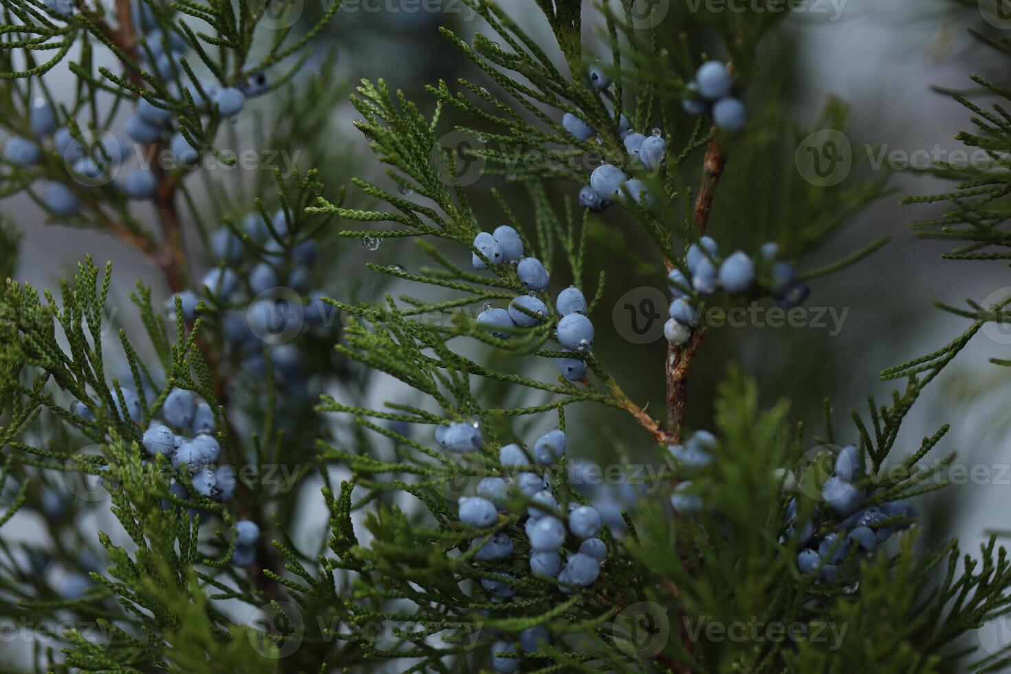 evergreen branches in the garden photo