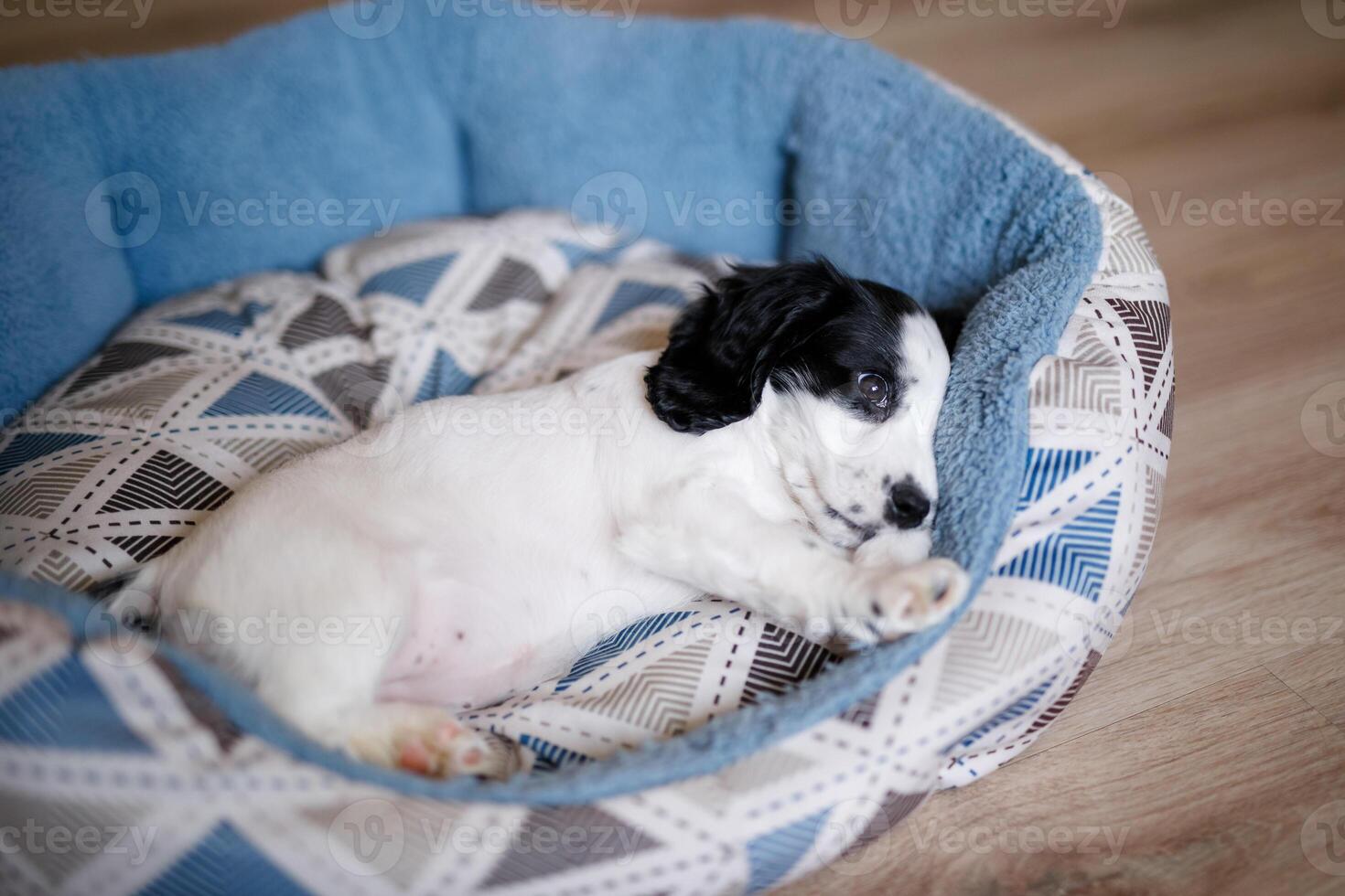 A one-month-old fluffy white spaniel puppy with black ears is resting on a soft blue mat photo