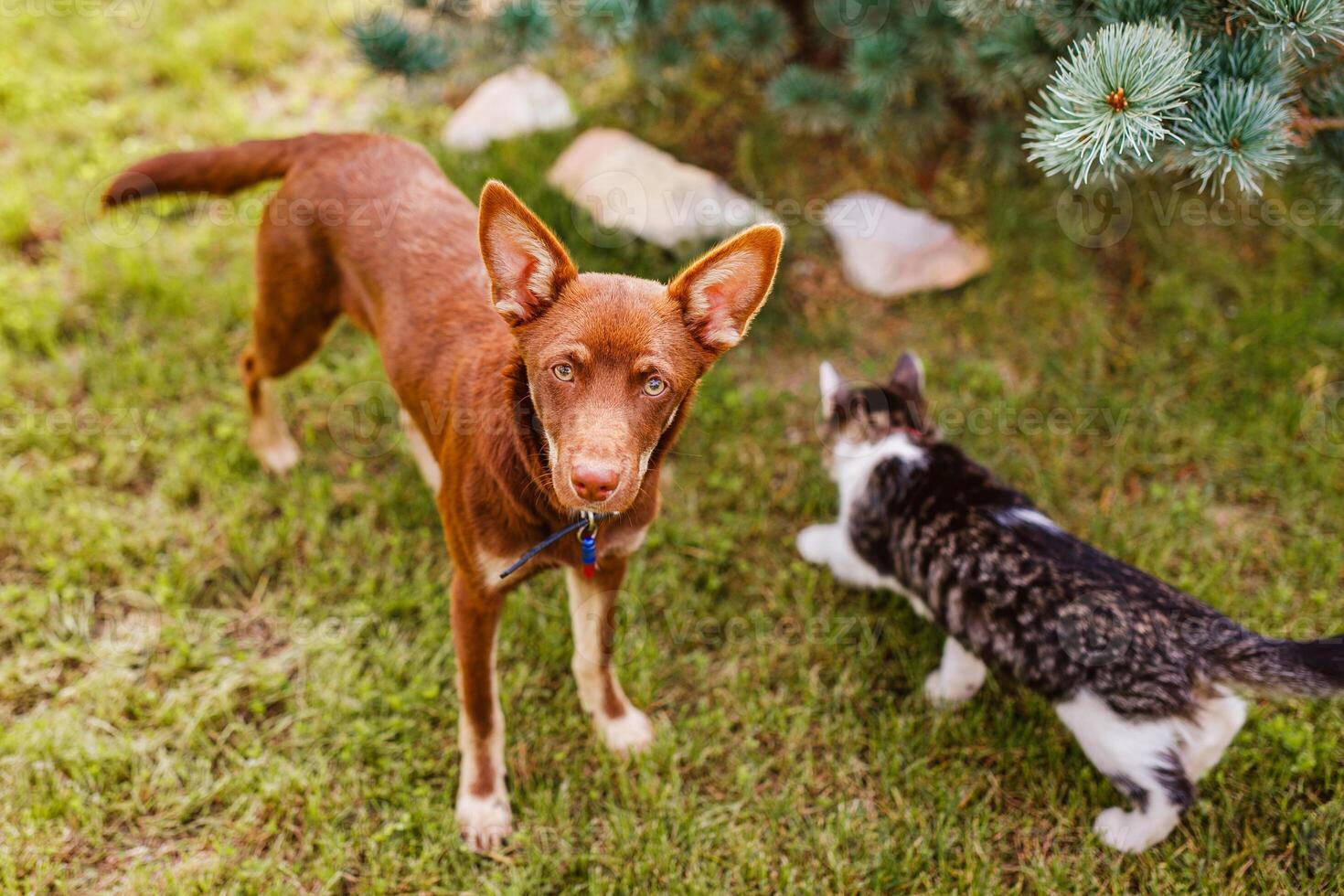 Australian Kelpie puppy lying outside on green lawn, playing with cats and having fun photo