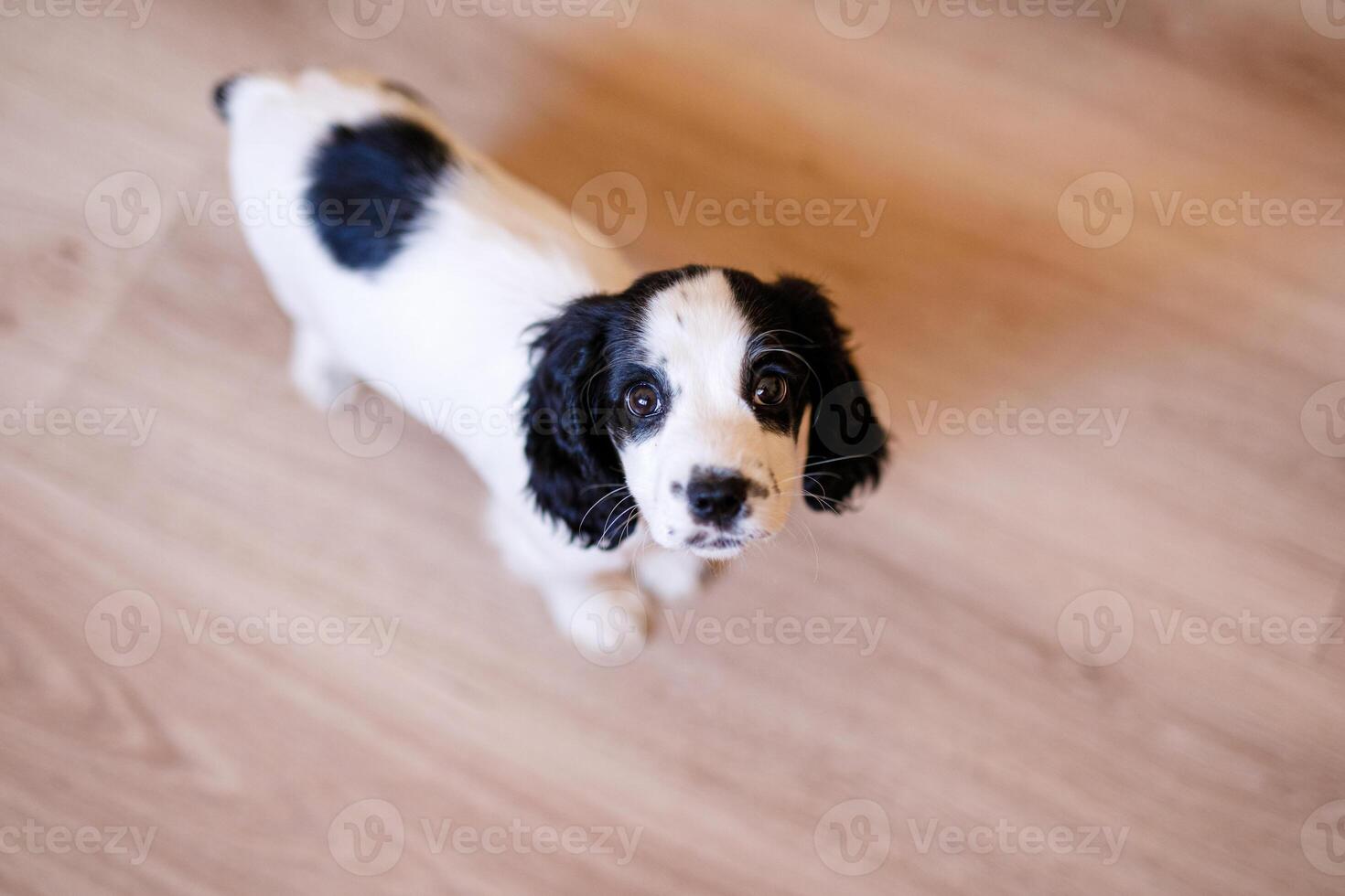 A white spaniel with black ears and spots is playing on a wooden floor photo