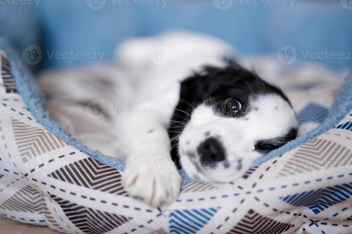 A one-month-old fluffy white spaniel puppy with black ears is resting on a soft blue mat photo