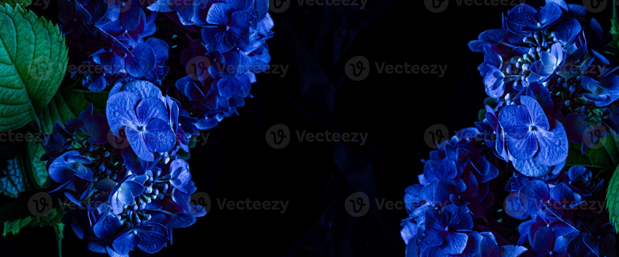 Blue Hydrangea Flowers on a Dark Background. Banner, copy space photo