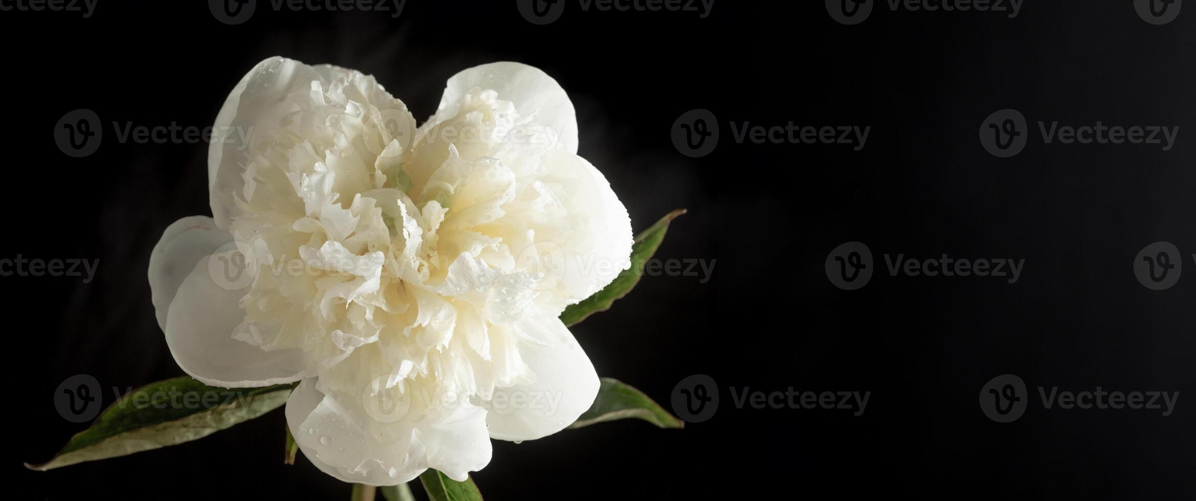 White peony on a black background. Low key photo. Long banner photo