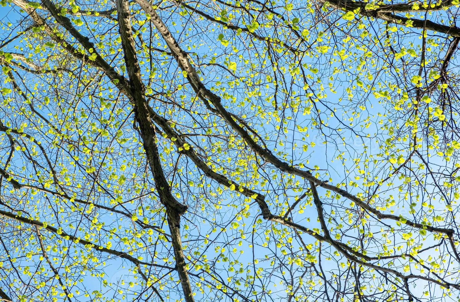 Spring Tree Branches with Fresh Green Leaves Against Blue Sky. View from the bottom of the treetops. photo