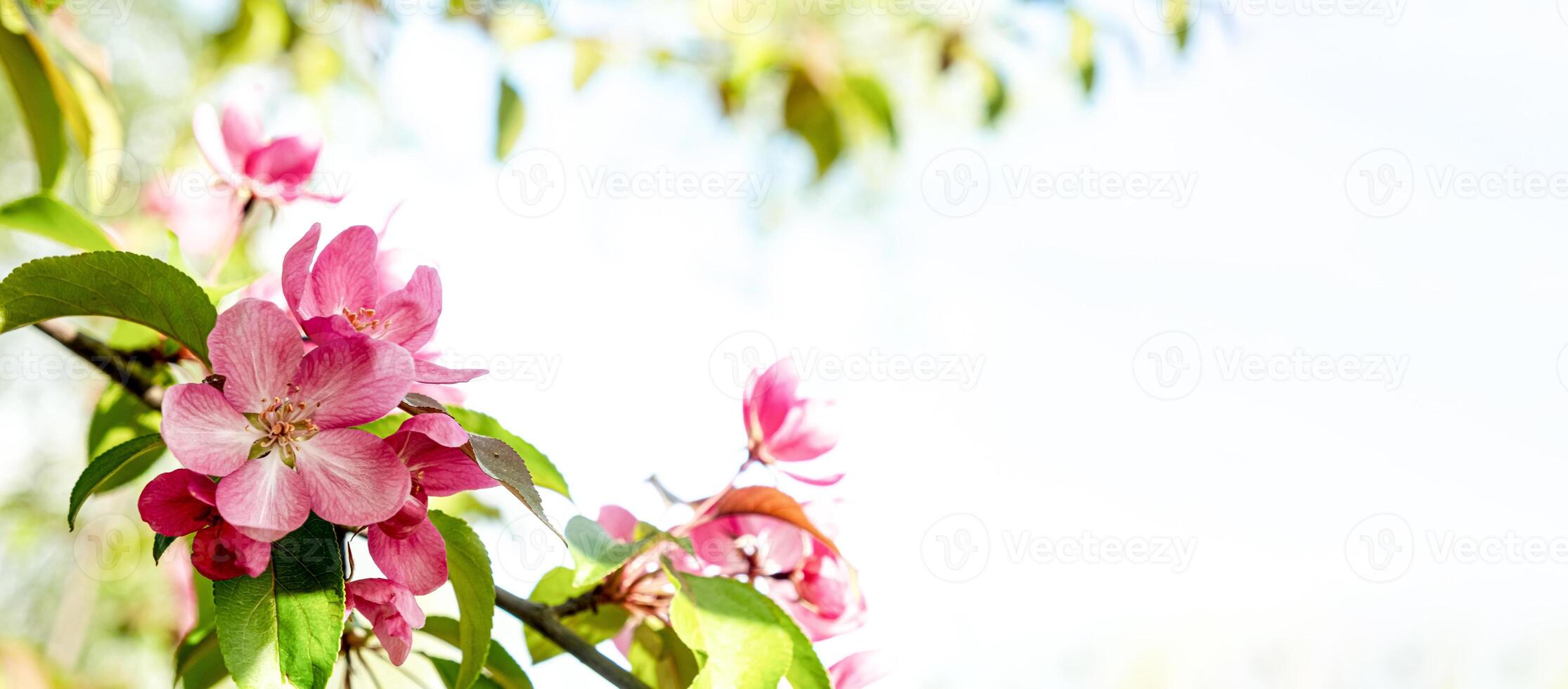A blossoming tree branch with bright pink flowers against a blue sky. Spring background. Banner photo
