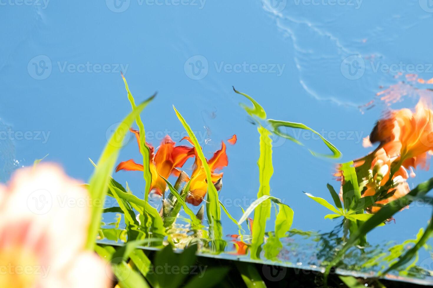 Orange Flowers and Sky Reflection in a Mirror. Distressed texture, blurred foreground photo
