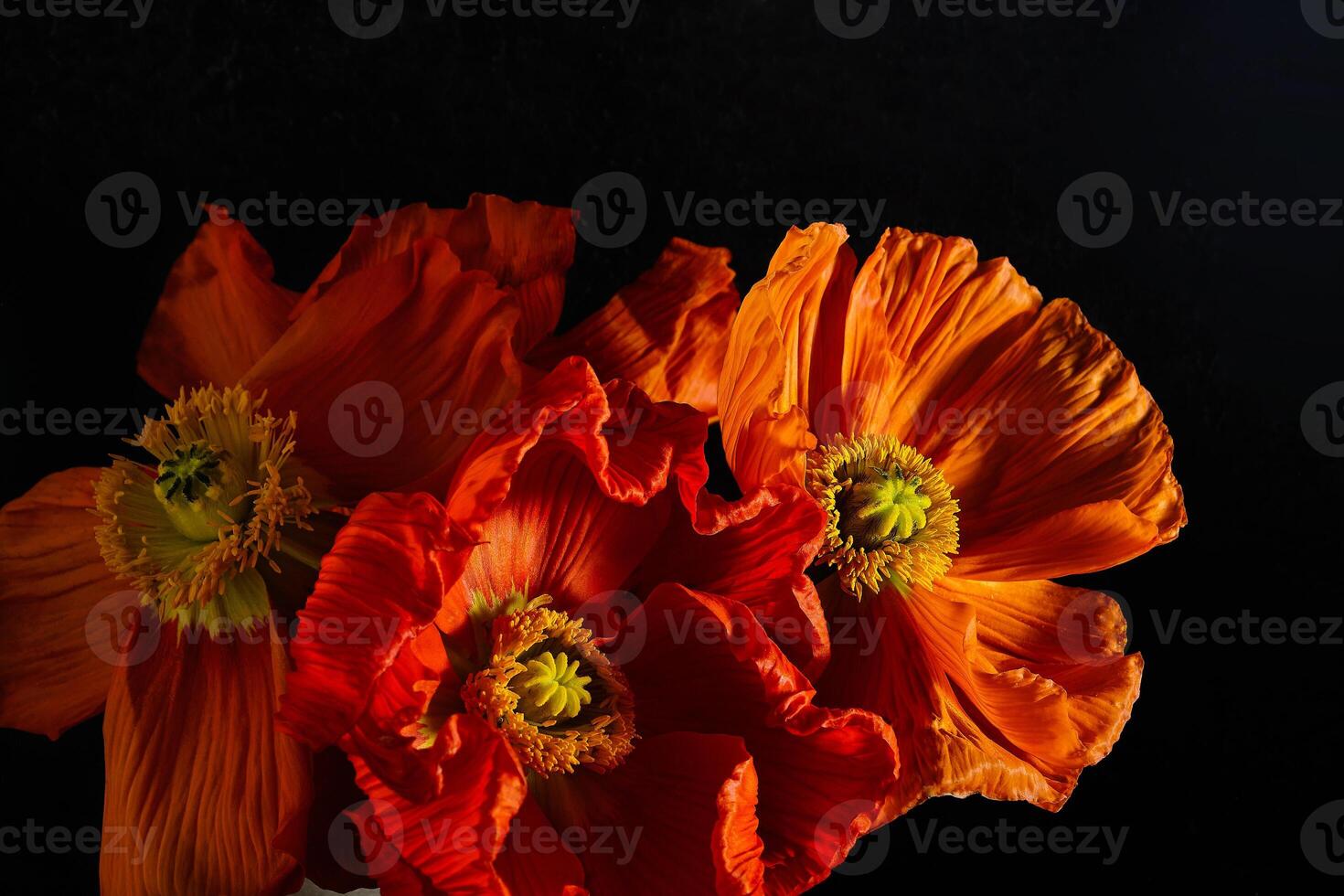 Bright orange poppies on a dark background in contrasting lighting create a dramatic and emotional effect. photo