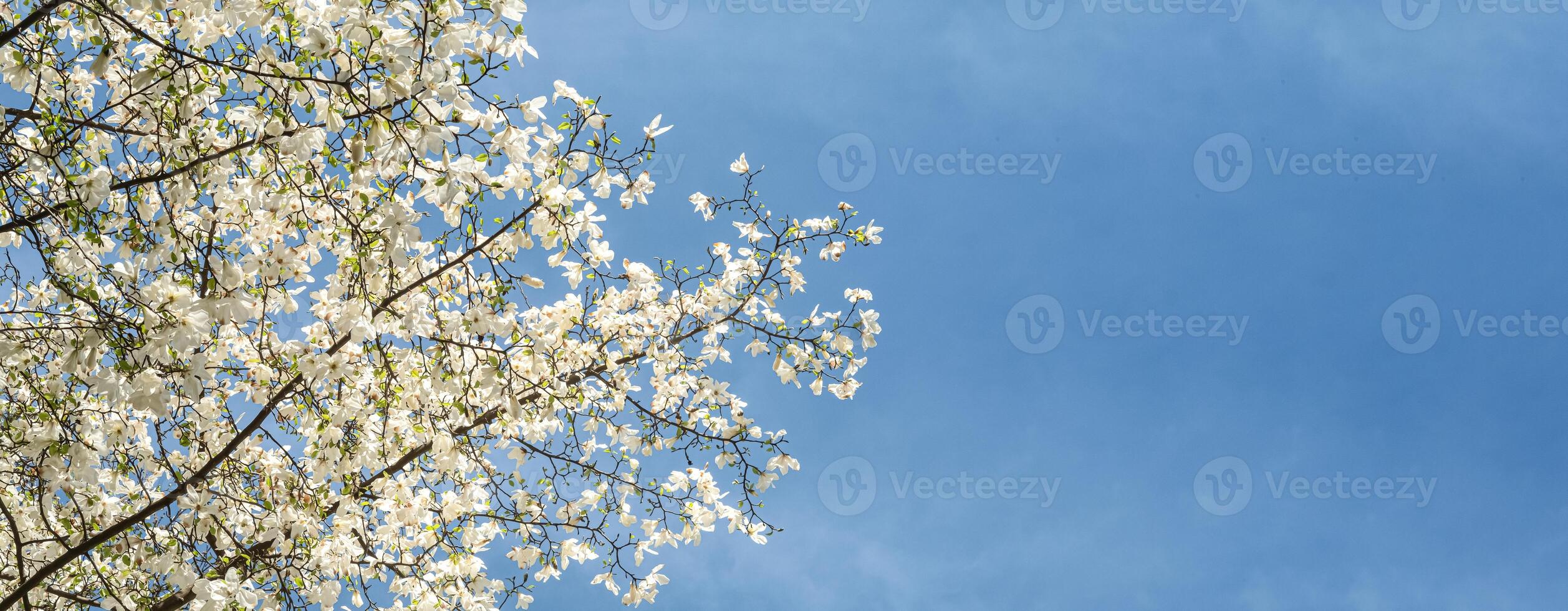 Branches of a blossoming tree with white magnolia flowers against a bright blue sky. Spring atmosphere photo