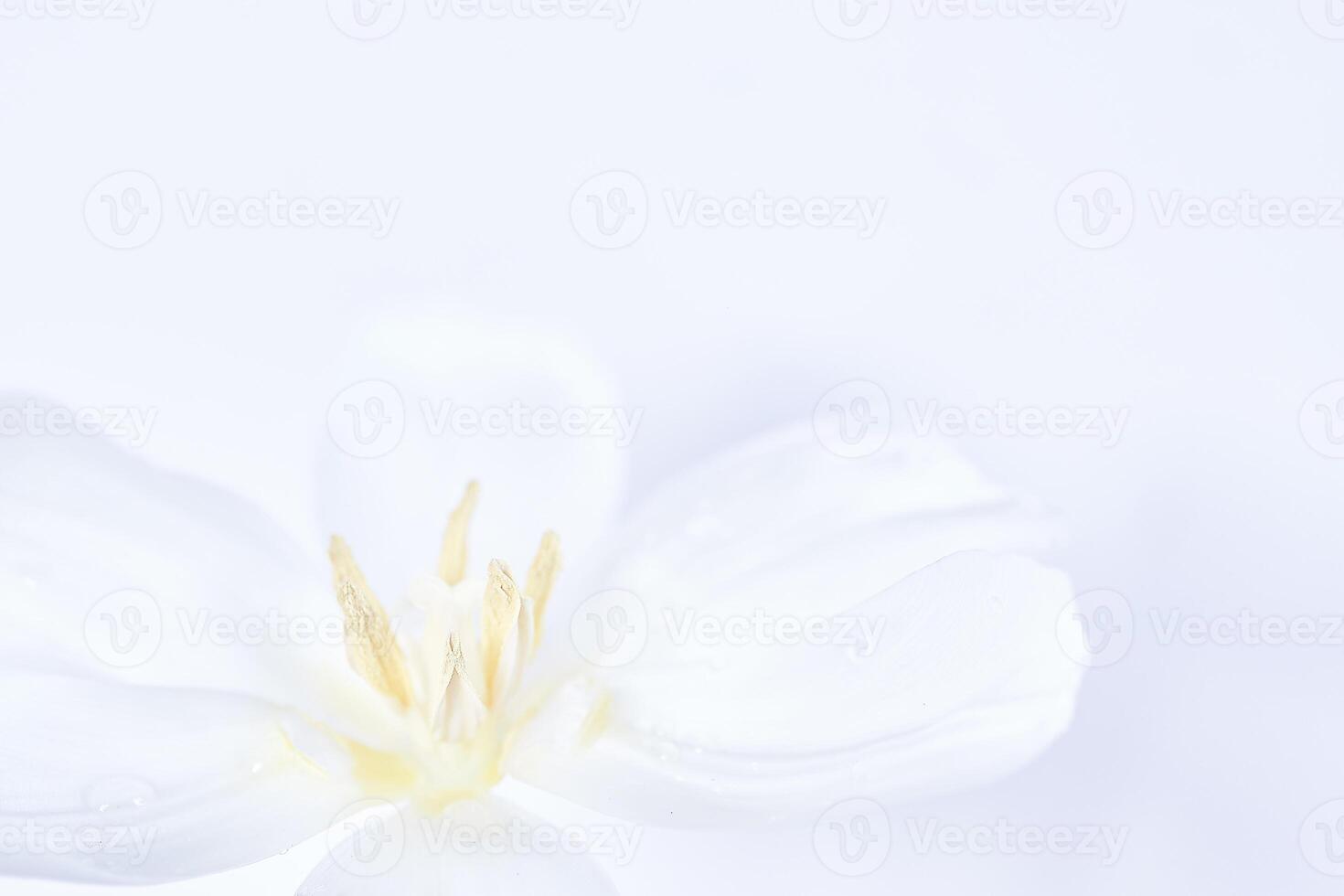 White Flower Close-Up with Soft Background. Beautiful postcard for advertising cosmetics, perfume, wedding invitations photo