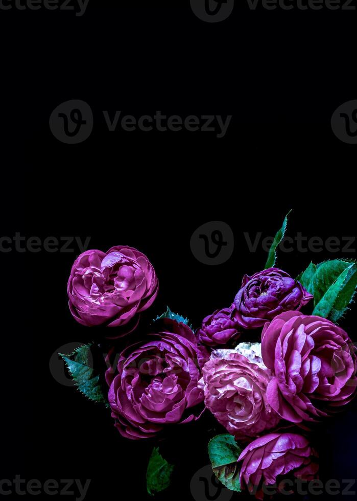 Moody flowers. Roses lilac purple on a black background. Blur and selective focus. Low key photo. photo