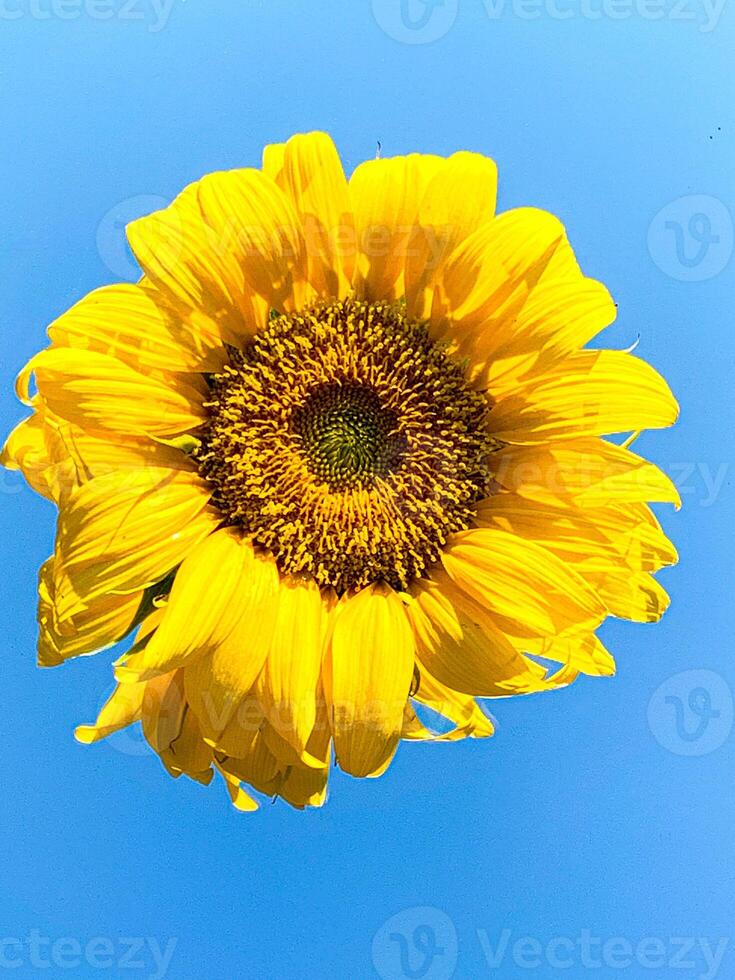 Bright sunflower on a mirrored surface reflecting a blue sky. Reflection of flower in the mirror. photo
