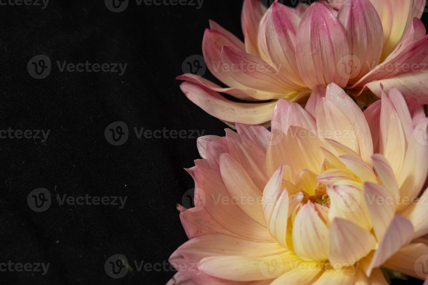 Close-Up of Pink Dahlias on a black background. Blur and selective focus photo