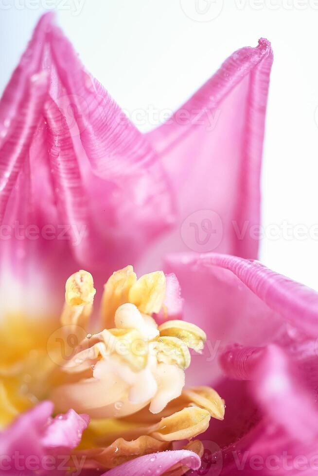 Macro View of a Pink tulip with Water Droplets. full bloom photo