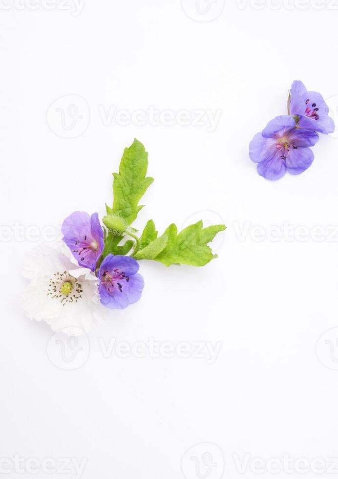 Delicate purple Wildflower Arrangement on White Background. Copy space. Flat lay photo