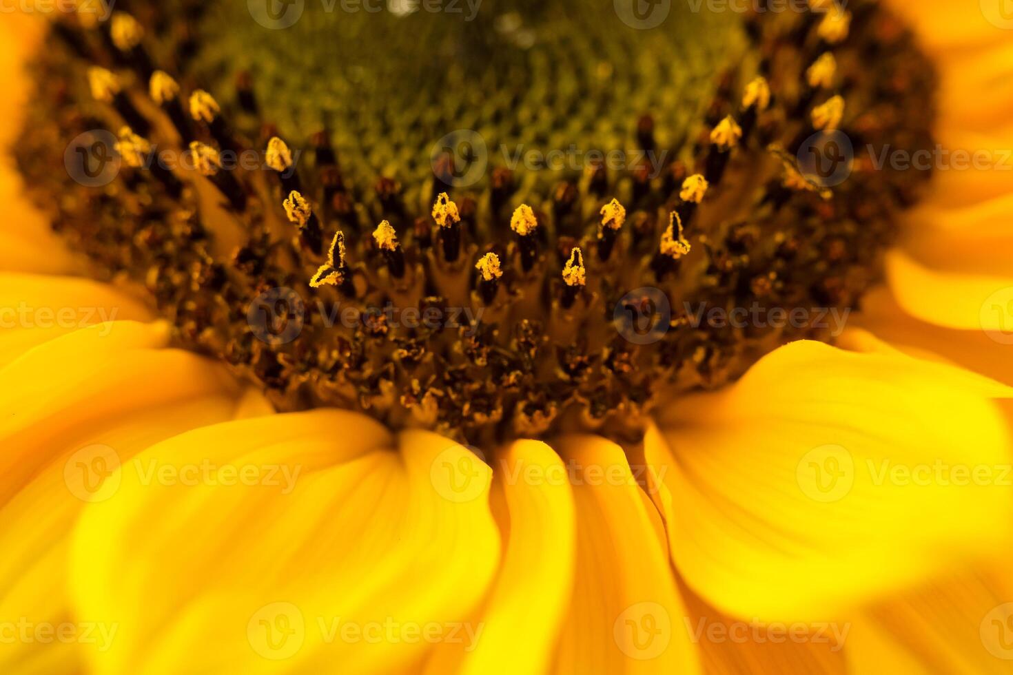 Close up Unripe sunflower and yellow petals close up. Macro photo. Blur and selective focus photo