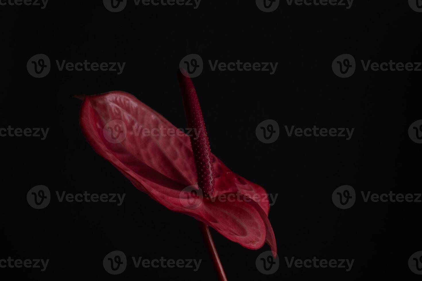 Macro Tropical flower red anthurium on a black background. Blur and selective focus. Copy space photo