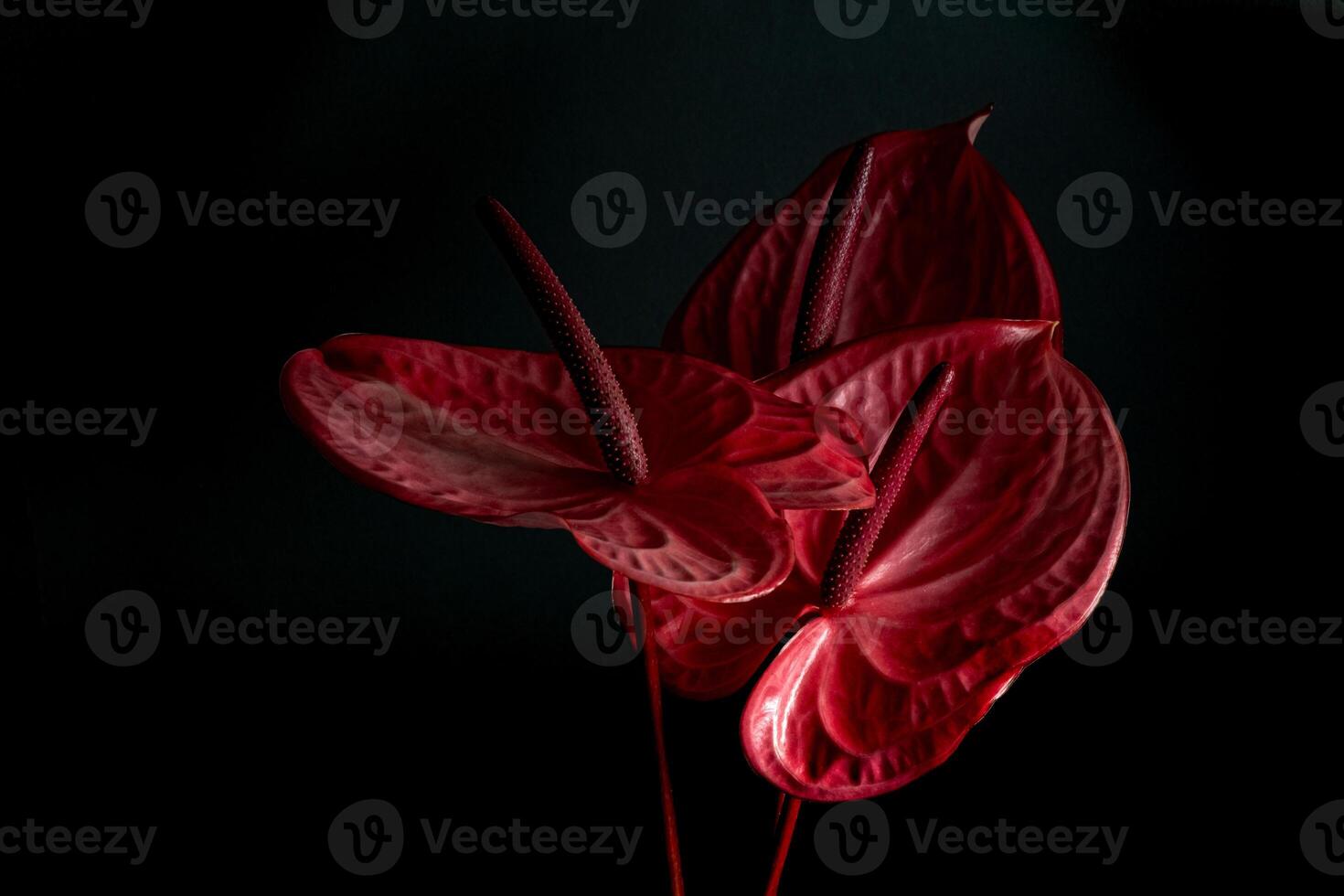 Tropical flamingo flowers pink anthuriums on a black background. Low key aesthetics photo. photo