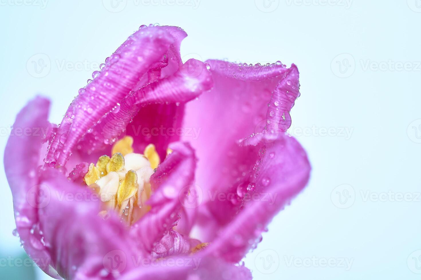 Macro View of a Pink tulip with Water Droplets. full bloom photo