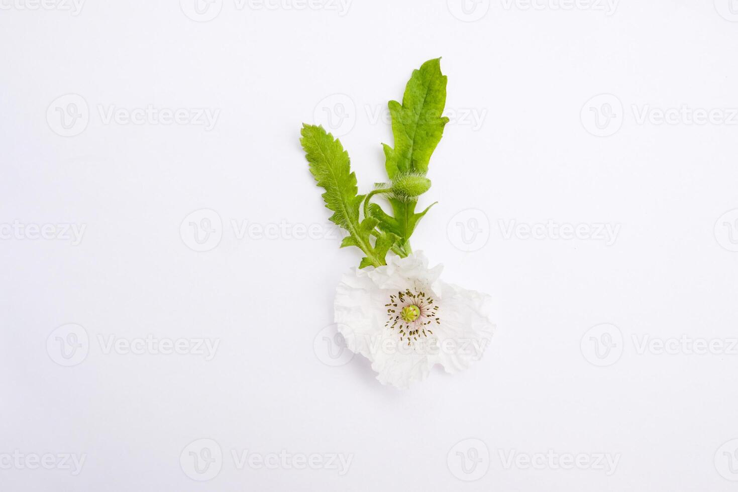 Delicate White Flower with Green Leaves on White Background. Flat lay photo