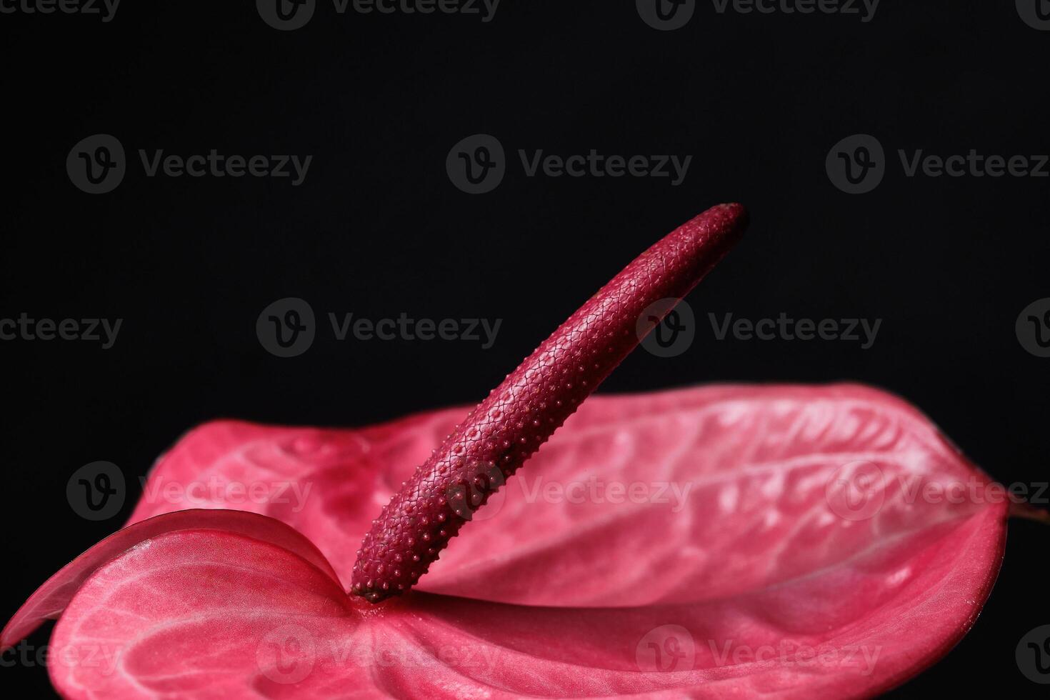 Macro red anthurium on a black background. Low key photo. Blur and selective focus photo