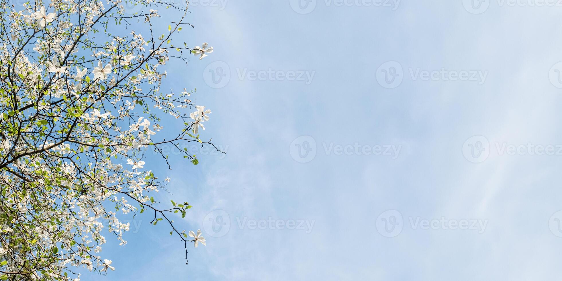 Branches of a blossoming tree with white magnolia flowers against a bright blue sky. Spring atmosphere, freshness and nature. photo