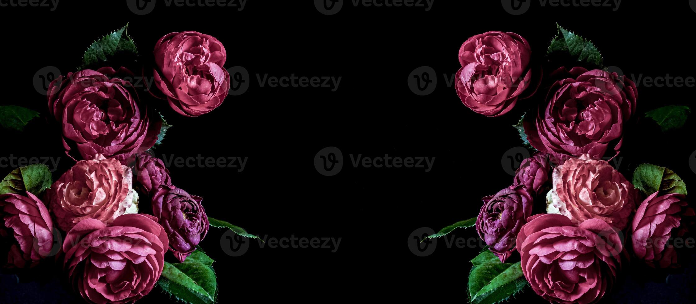 Banner. peony burgundy on a black background. Blur and selective focus. Low key photo. photo