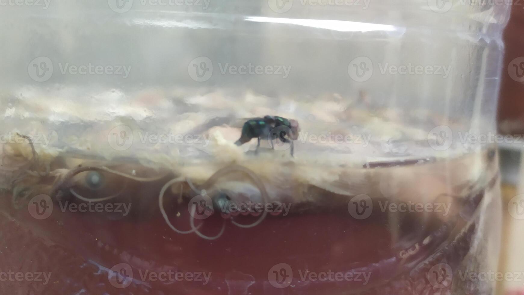 a small bug inside of a jar with water photo