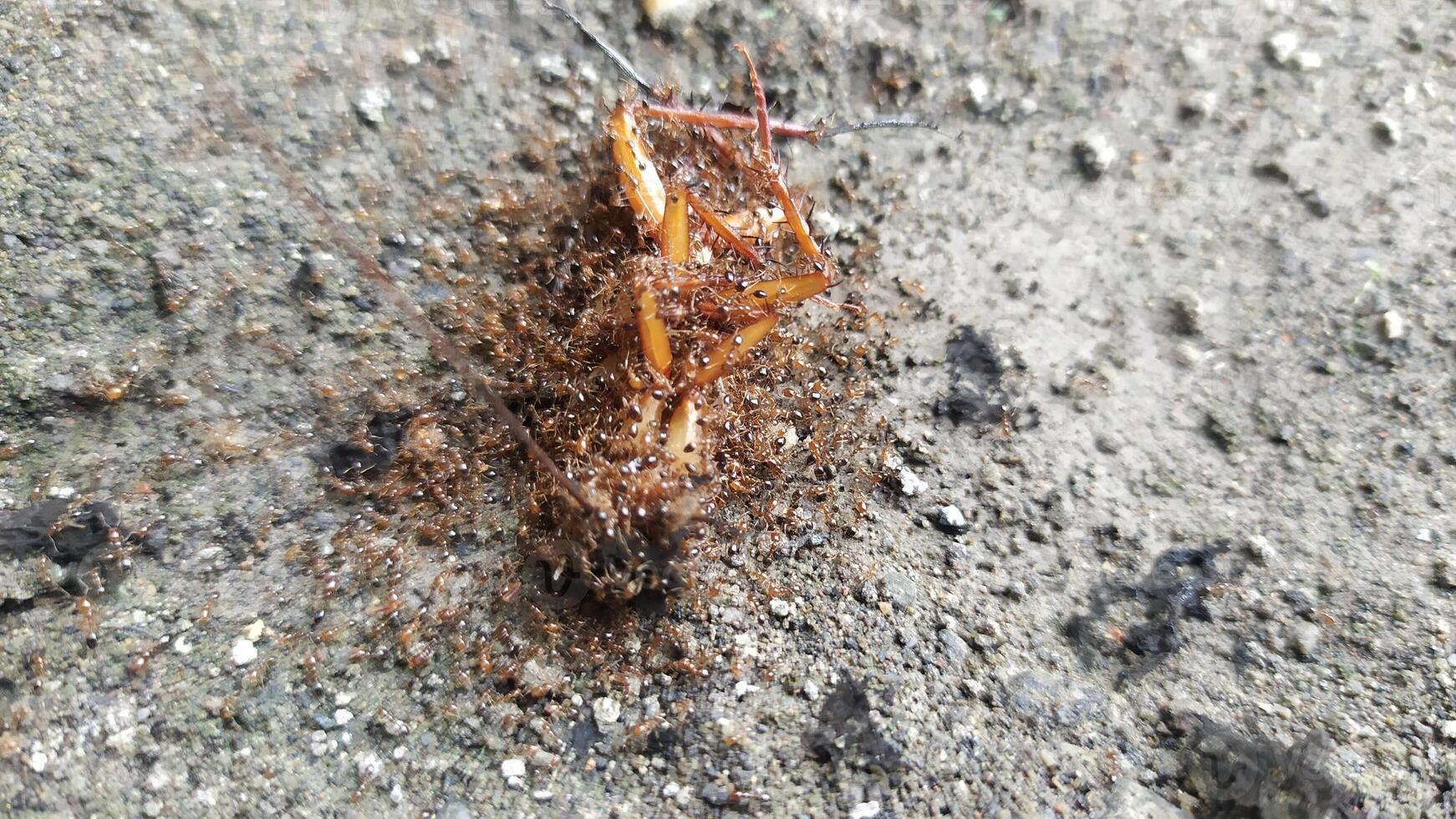 a bug crawling on the ground with dirt on it photo