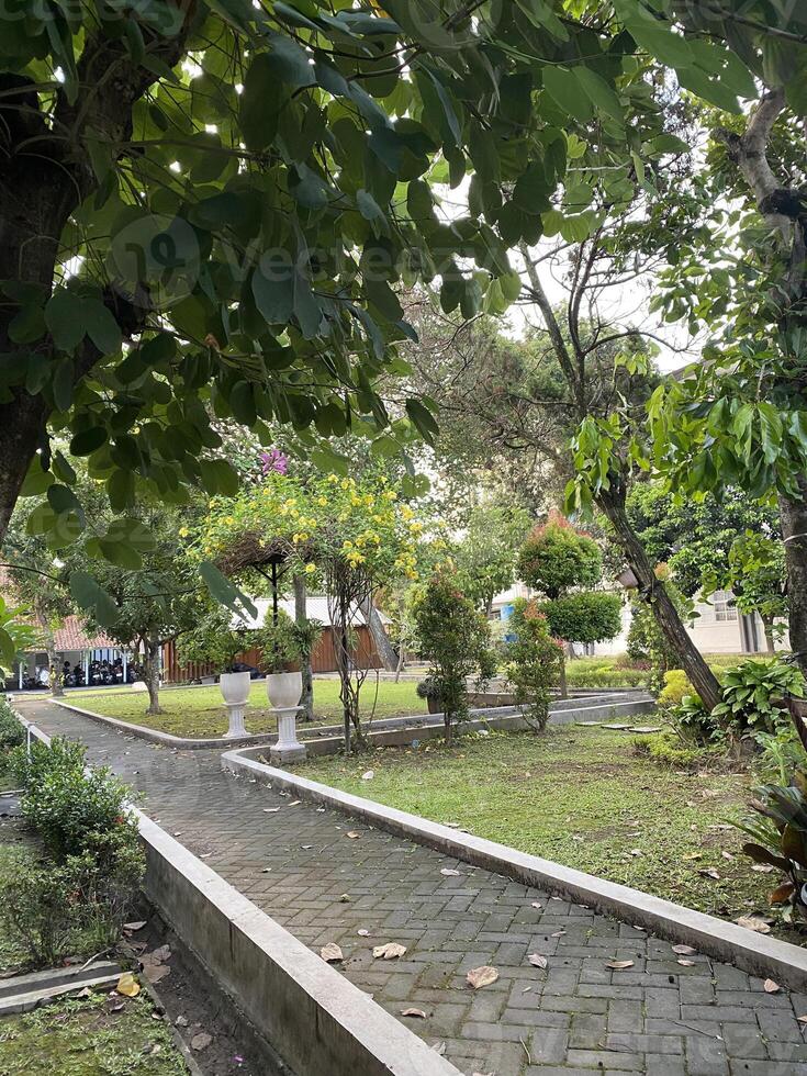 a park with a bench and a tree in the middle photo