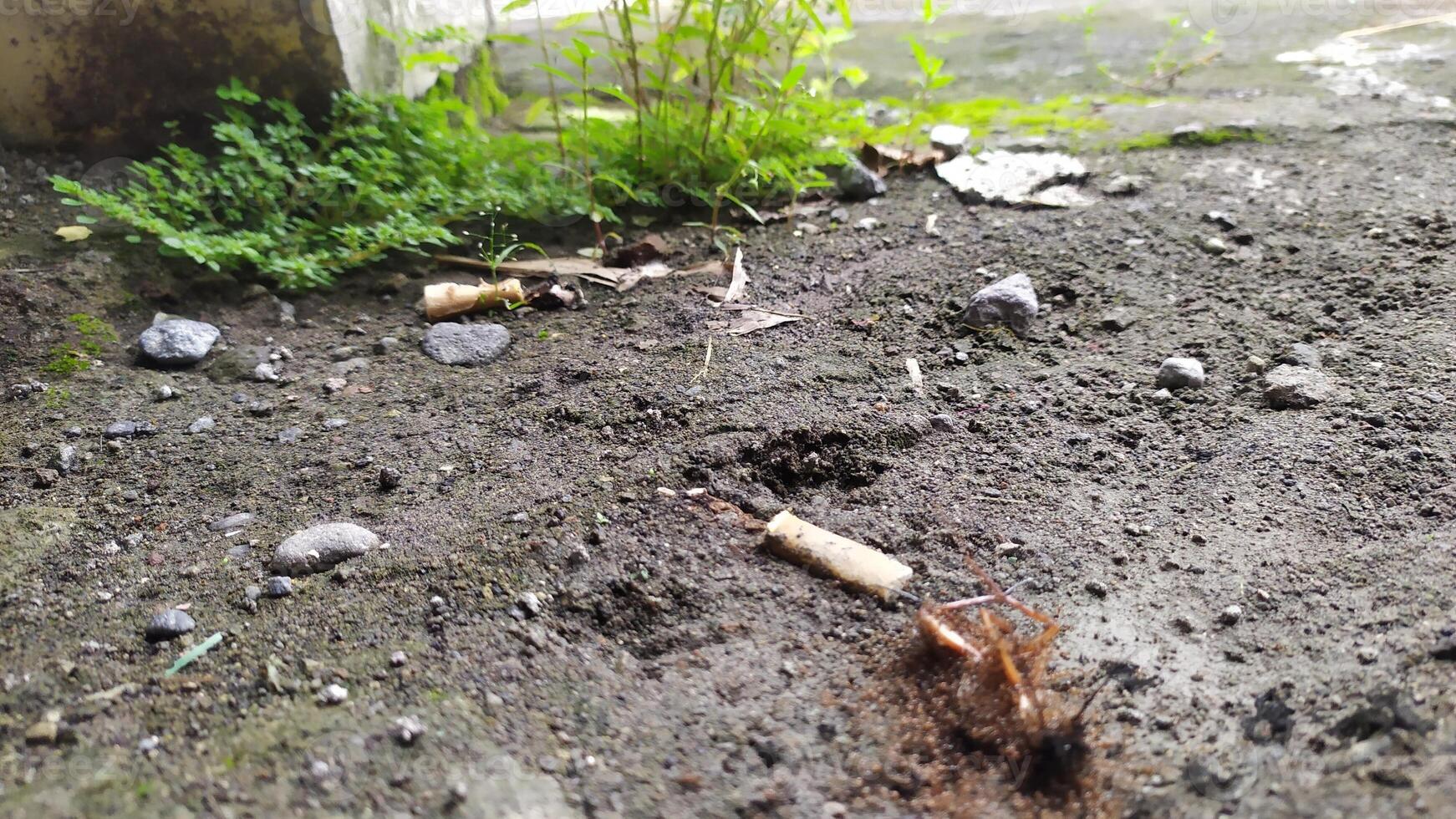dead crickets eaten by ants photo