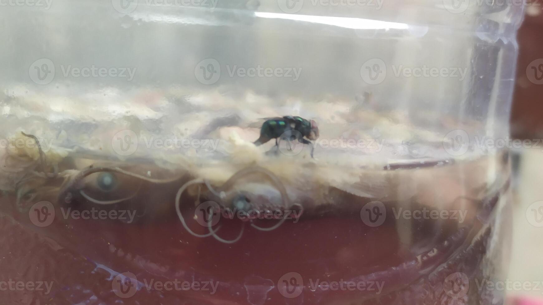 a green bug is sitting in a jar with some food photo
