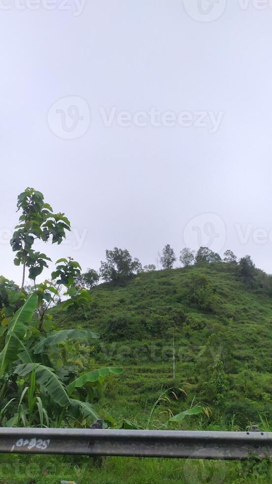 a view of a hillside with a fence and trees. photo
