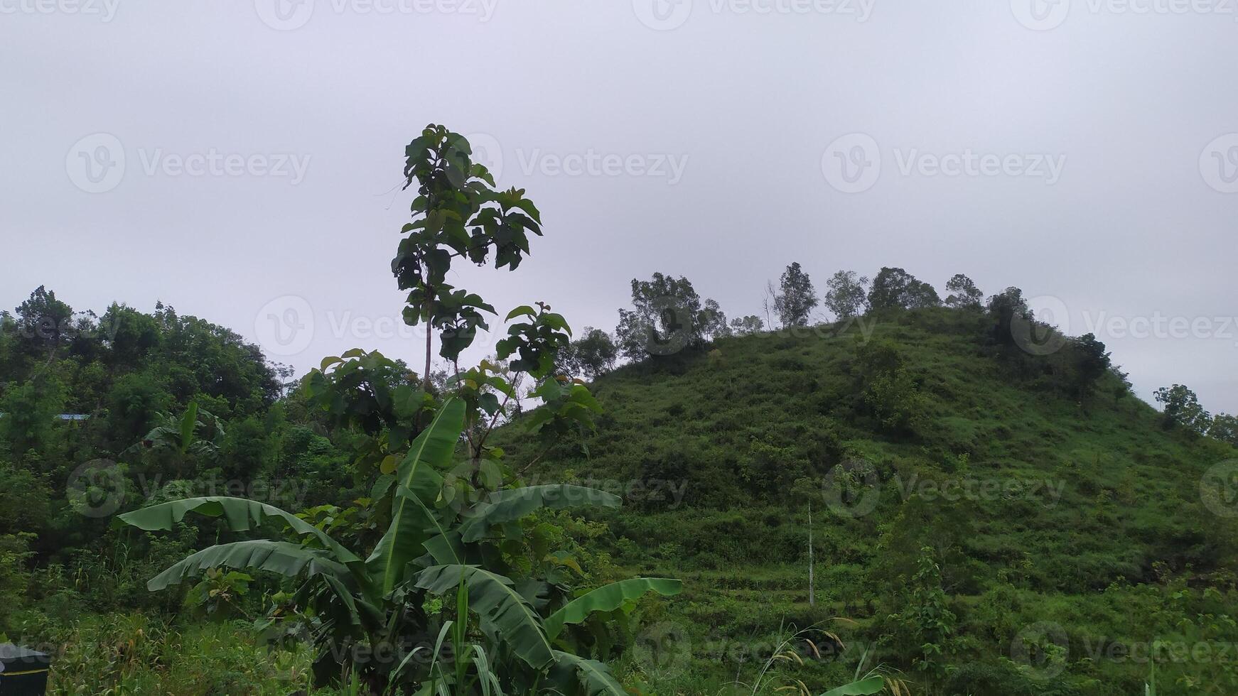 a hillside with trees and a green hill photo
