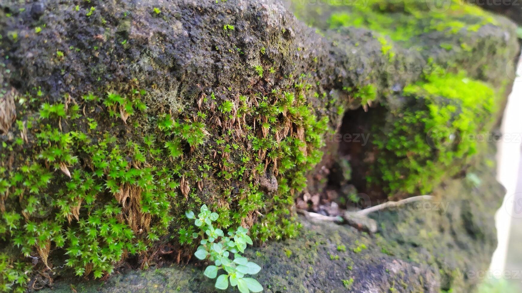 moss growing on a tree trunk photo