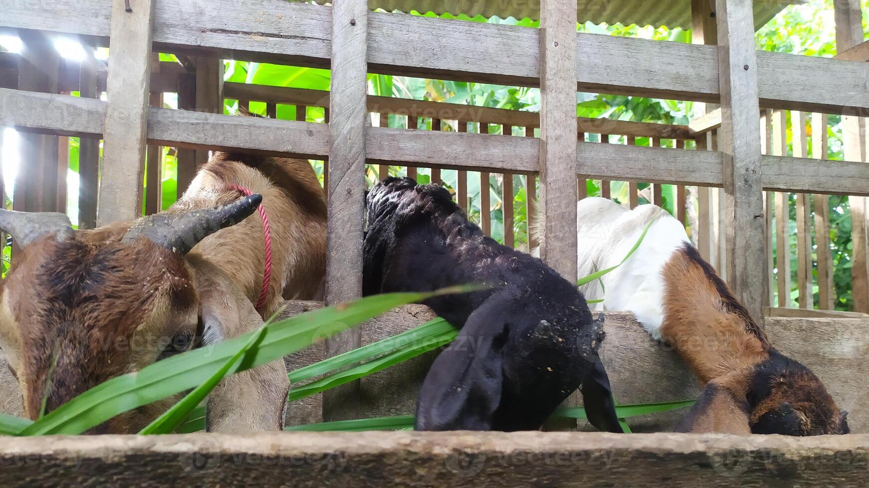 goats eating grass in a pen with a fence photo