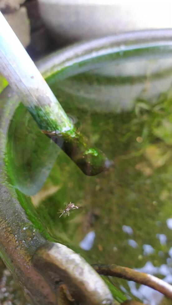 insects trapped in water photo