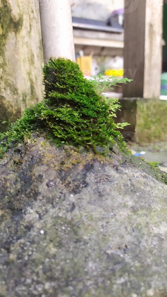 a mossy rock sitting on top of a cement block photo