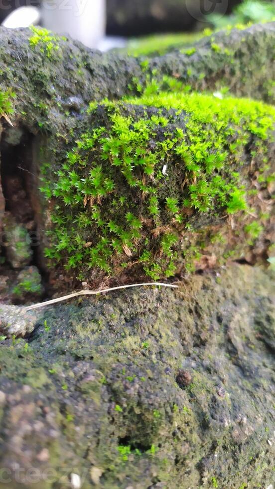 a close up of moss growing on a log photo