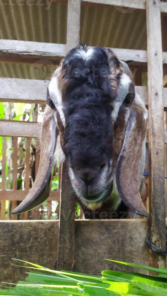 a goat is looking over the fence at the camera photo