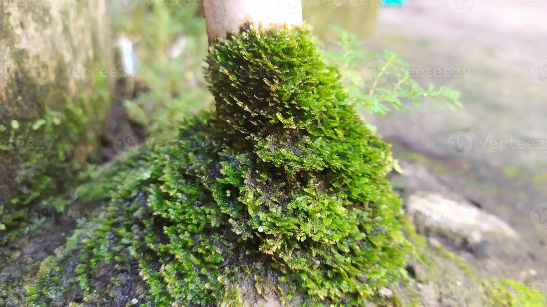 a close up of a mossy tree trunk photo