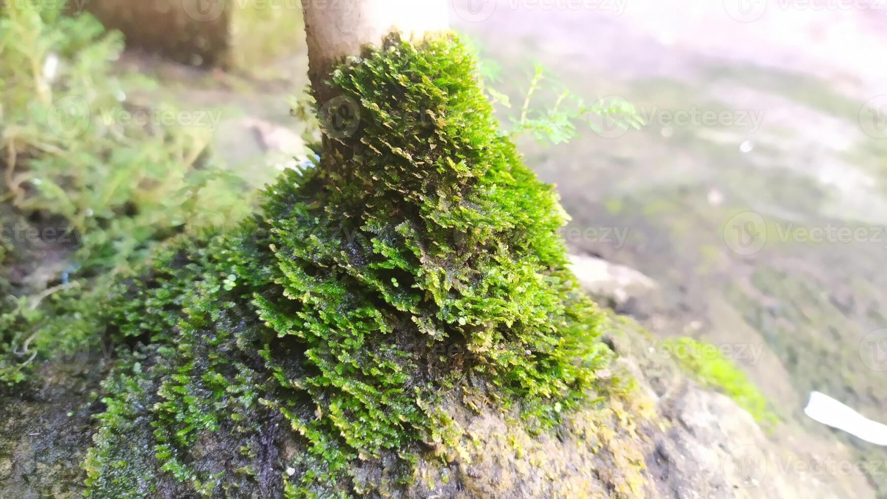 a mossy tree trunk with a small tree growing out of it photo