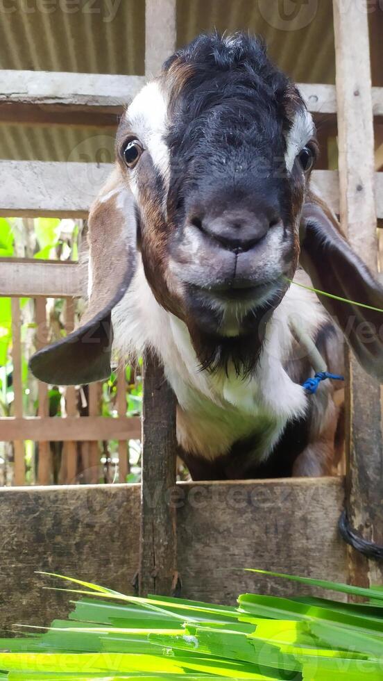 a goat is looking at the camera while standing in a pen photo